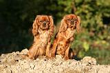 CAVALIER KING CHARLES 746